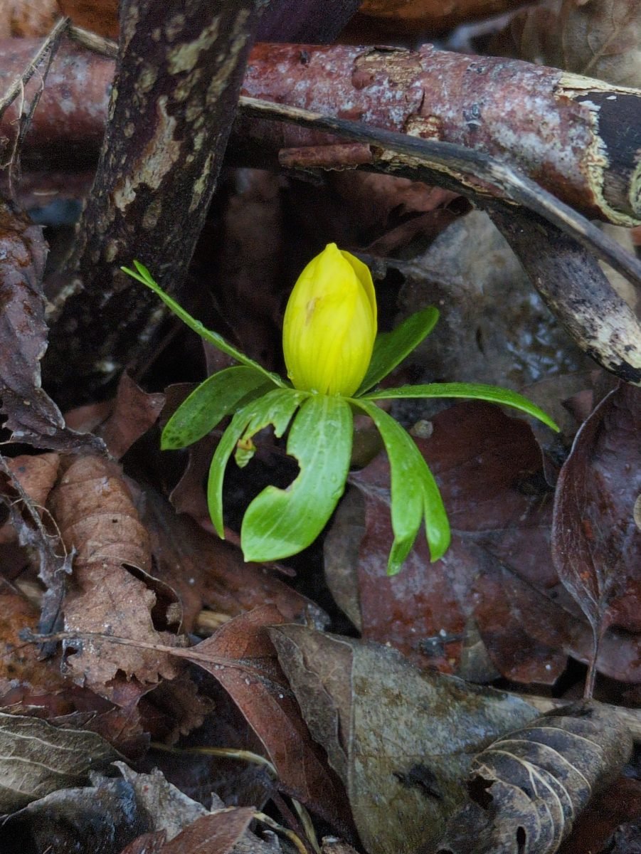 Eranthis hyemalis photograph 5
