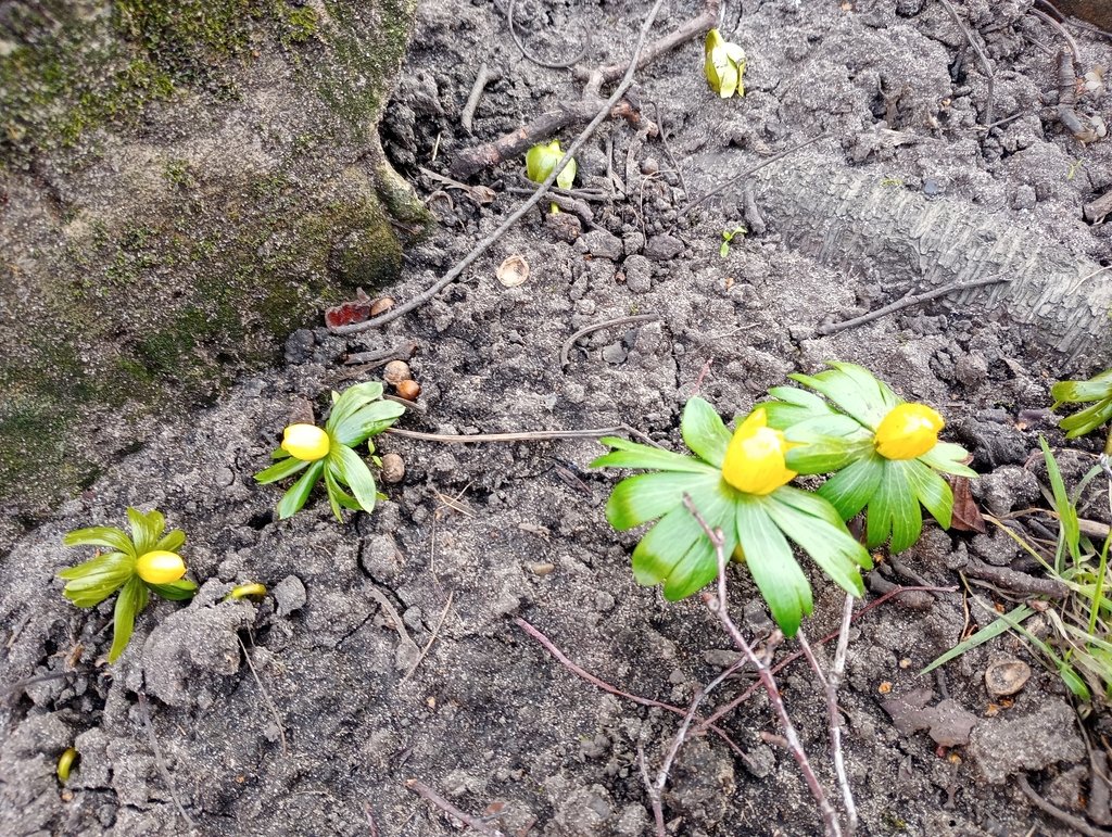 Eranthis hyemalis