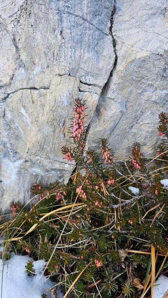 Erica carnea photograph 2