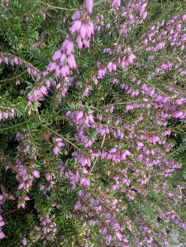 Erica carnea photograph 6