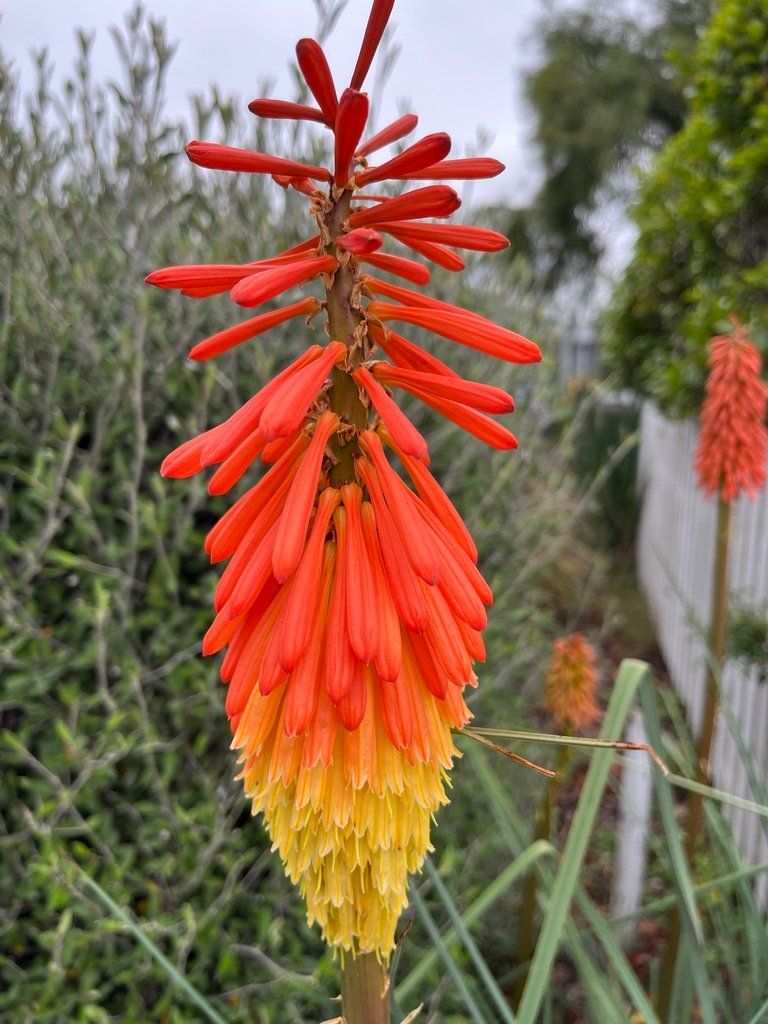 Kniphofia uvaria photograph 5