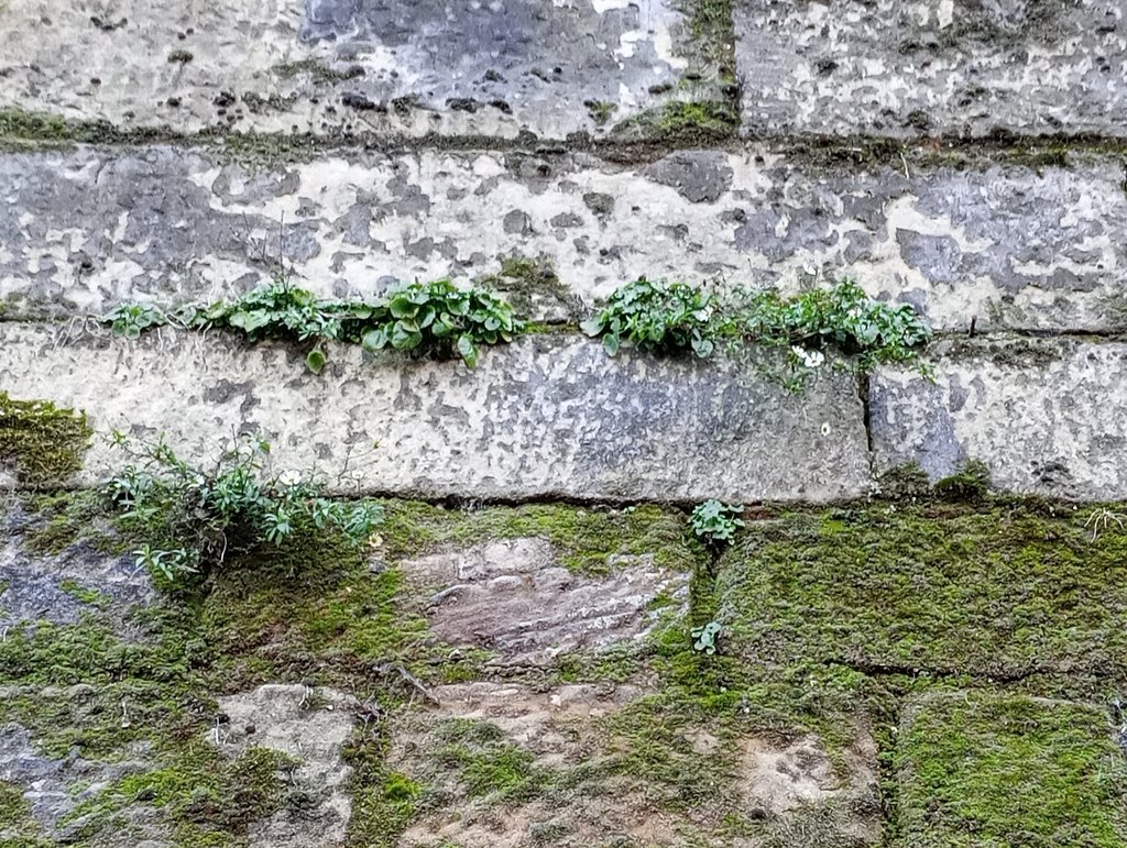 Erigeron karvinskianus photograph 6