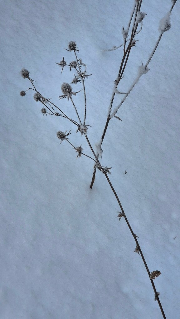 Eryngium planum photograph 3