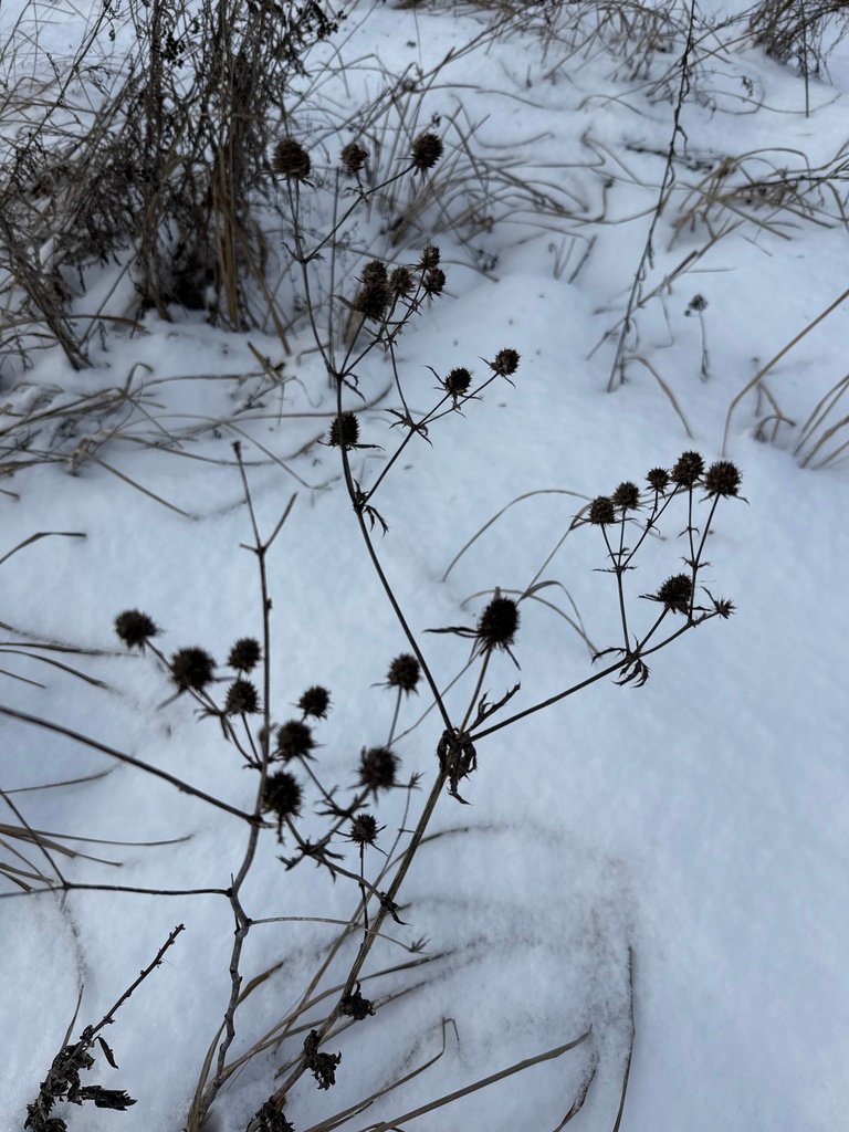 Eryngium planum