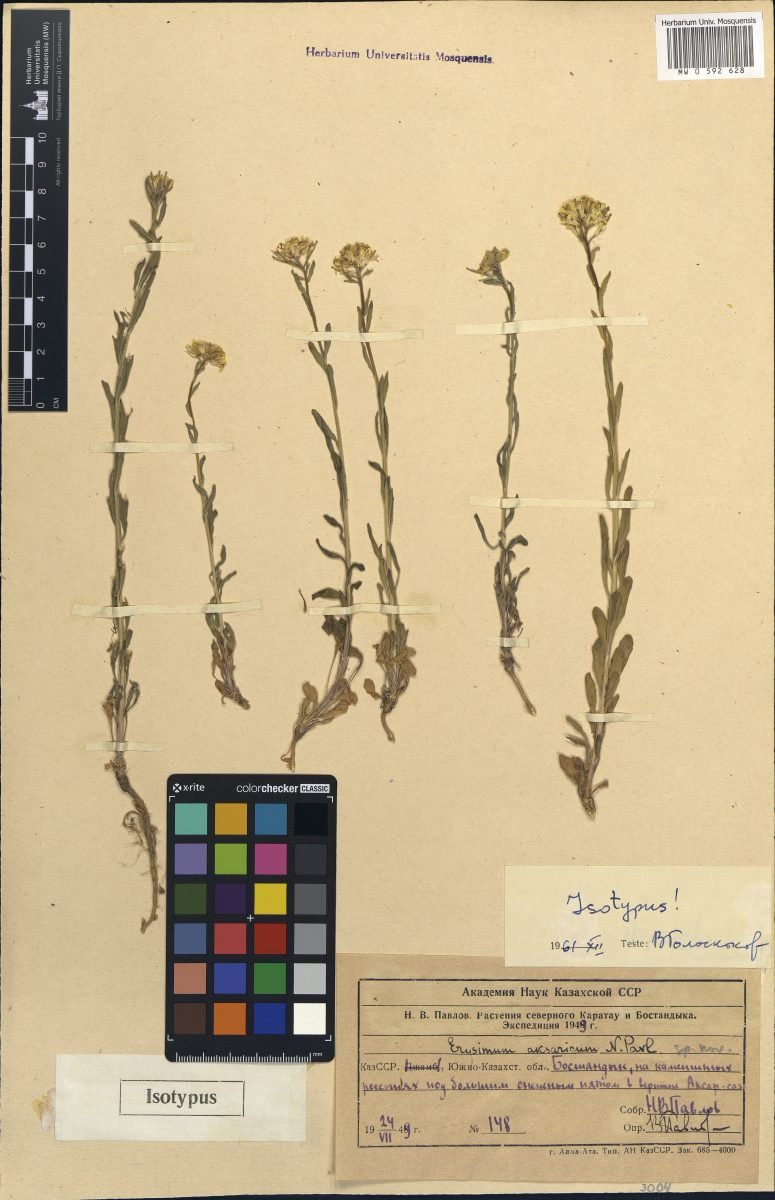 Erysimum aksaricum photograph 2