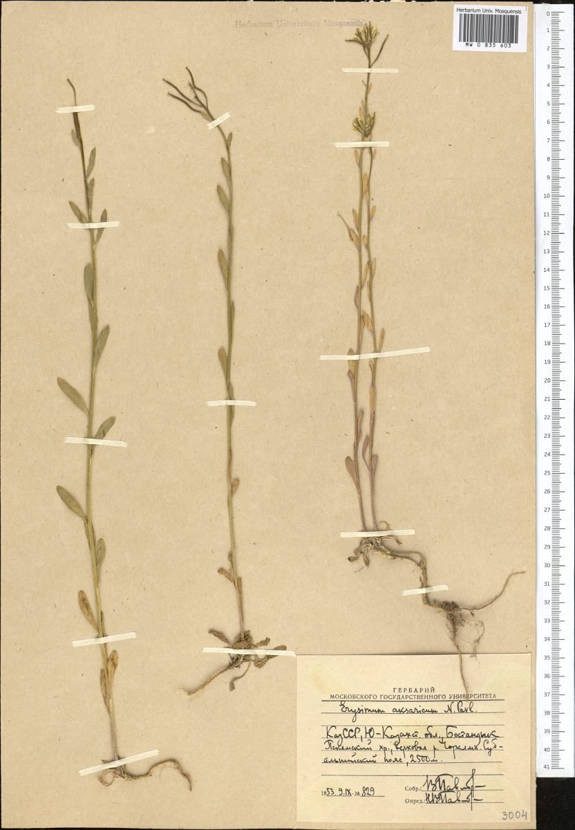 Erysimum aksaricum
