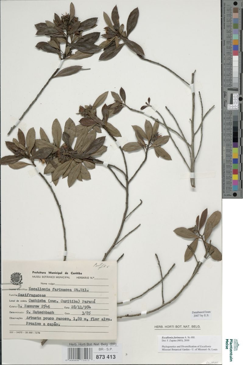 Escallonia farinacea photograph 3