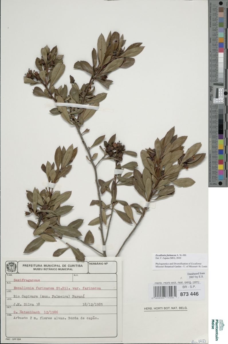 Escallonia farinacea photograph 2
