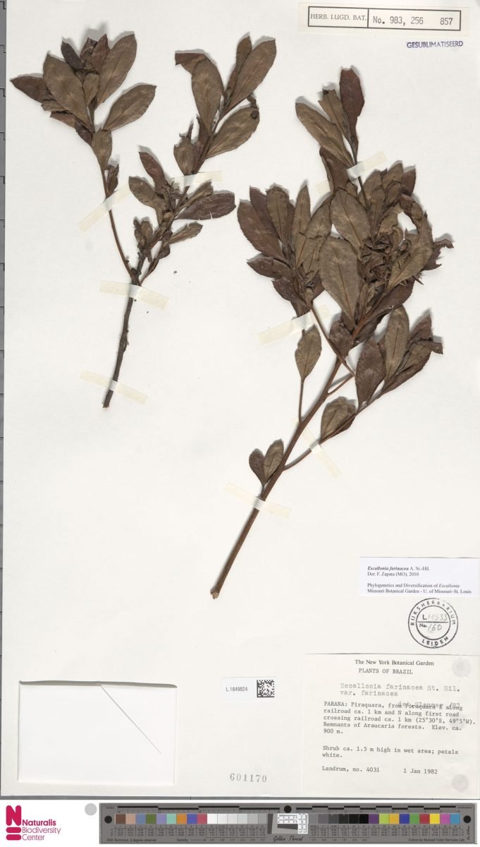 Escallonia farinacea photograph 5