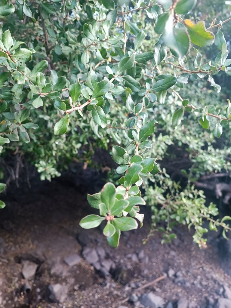 Escallonia myrtoidea photograph 5