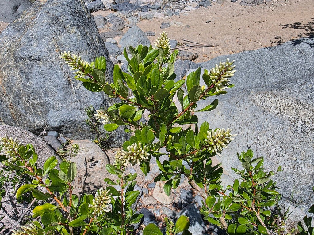 Escallonia myrtoidea