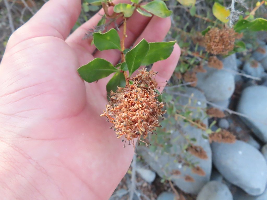 Escallonia myrtoidea photograph 2