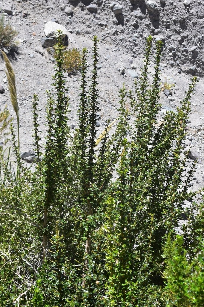 Escallonia myrtoidea photograph 4