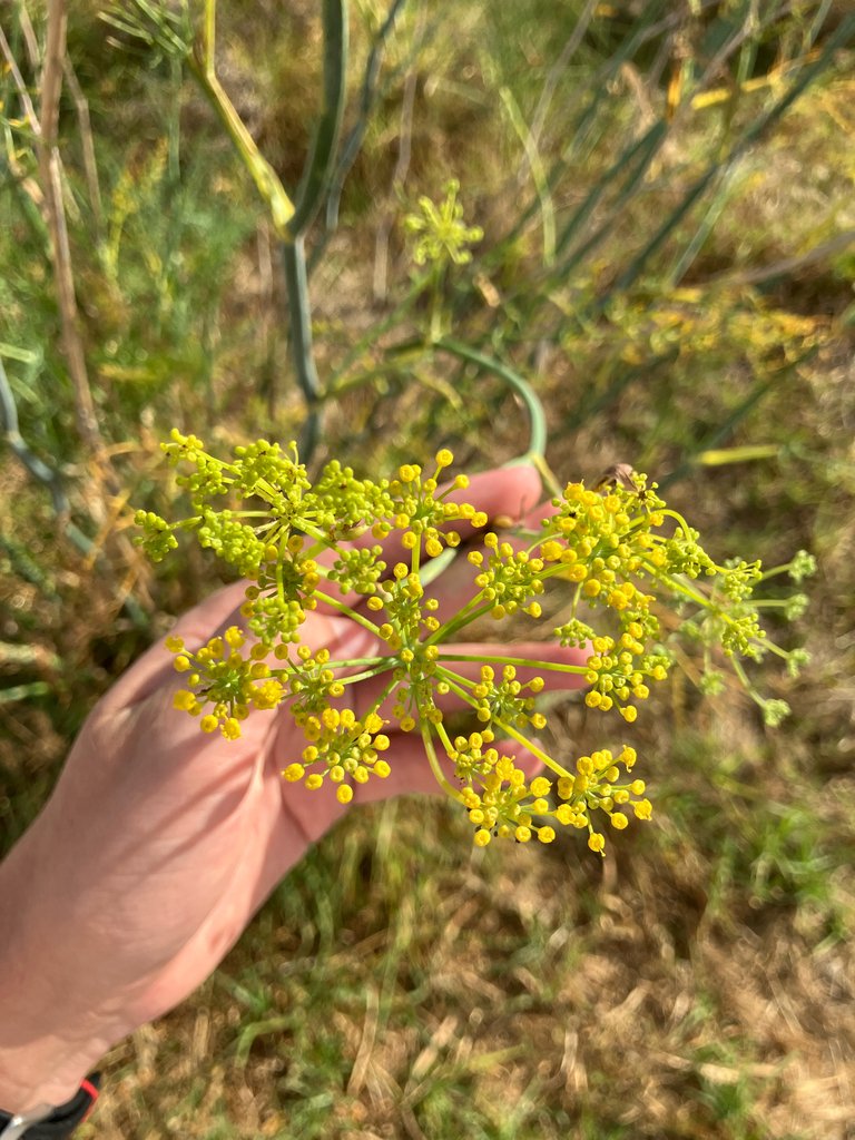 Foeniculum vulgare photograph 4