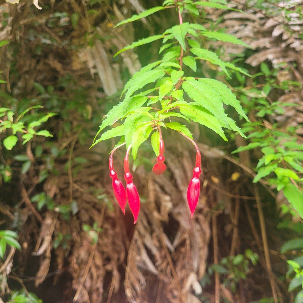 Fuchsia magellanica photograph 2