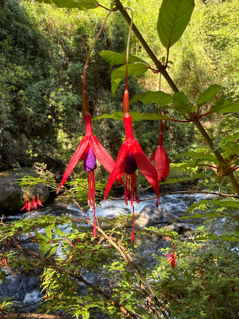 Fuchsia magellanica photograph 3