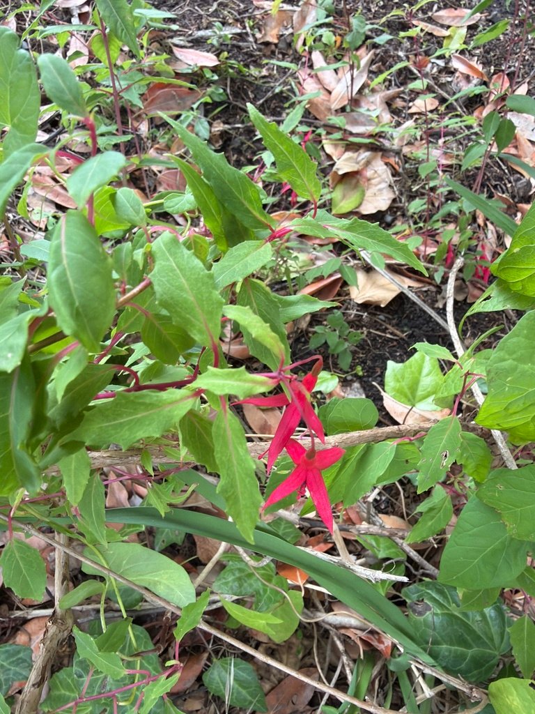 Fuchsia magellanica