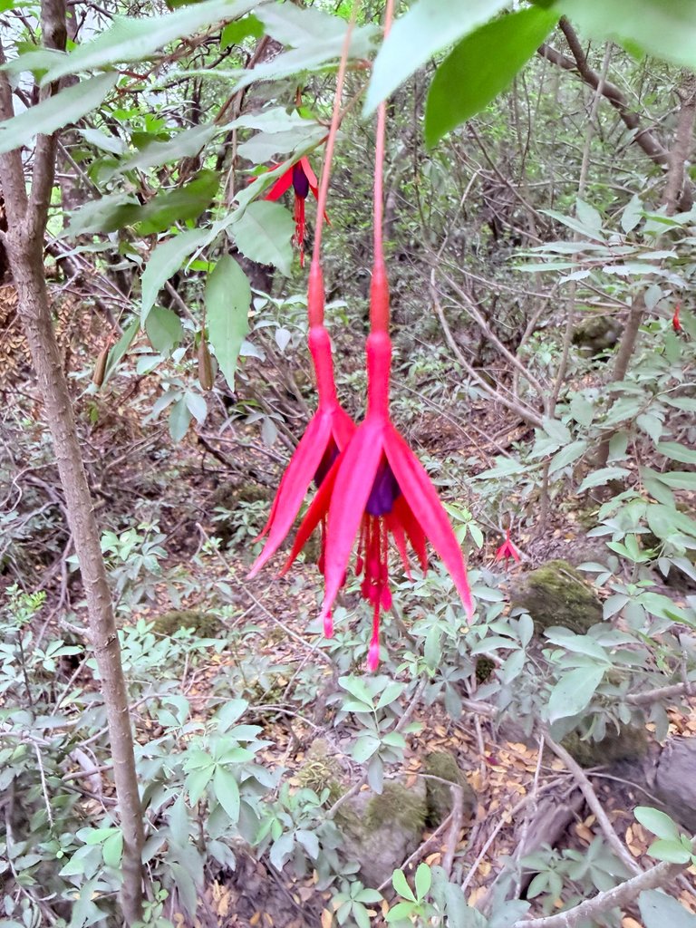 Fuchsia magellanica photograph 5
