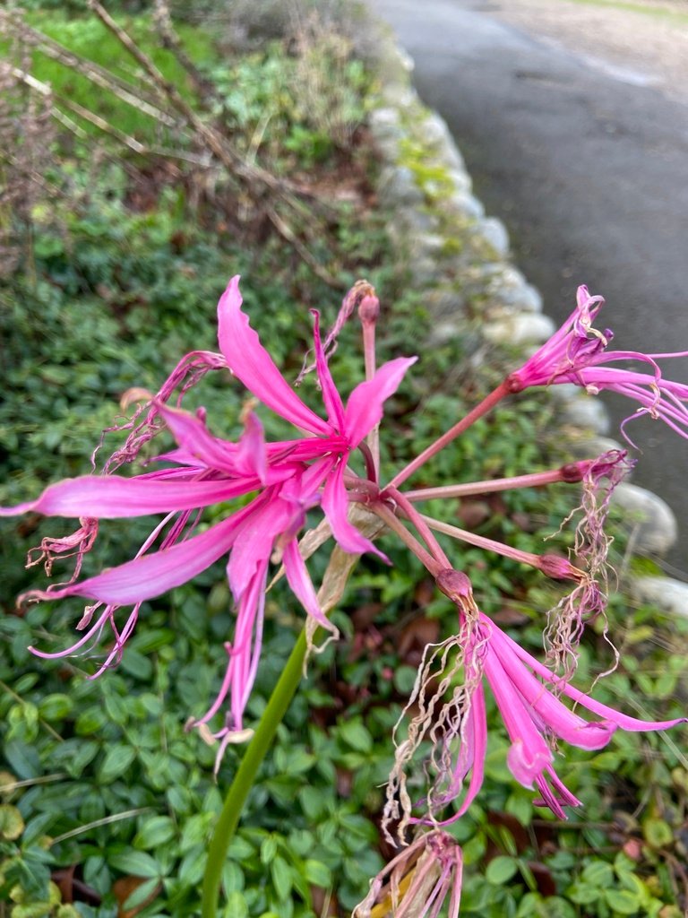 Nerine bowdenii photograph 6