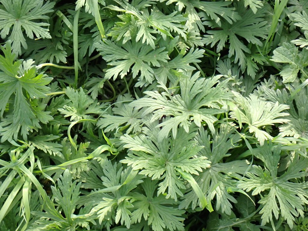 Geranium pratense photograph 6
