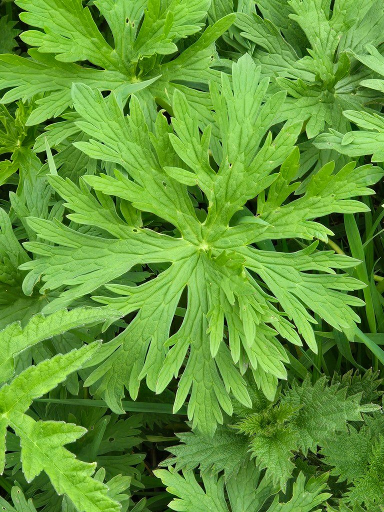 Geranium pratense photograph 4