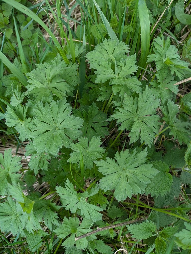 Geranium pratense photograph 5