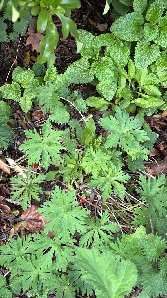 Geranium pratense
