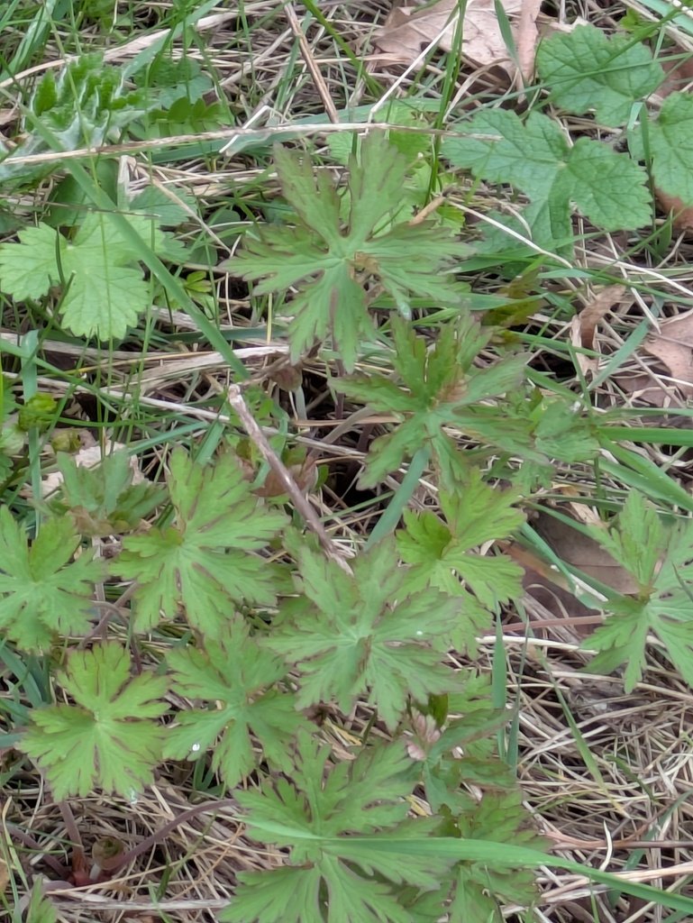 Geranium pratense photograph 2