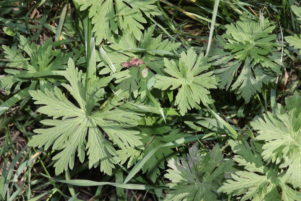 Geranium pratense photograph 3