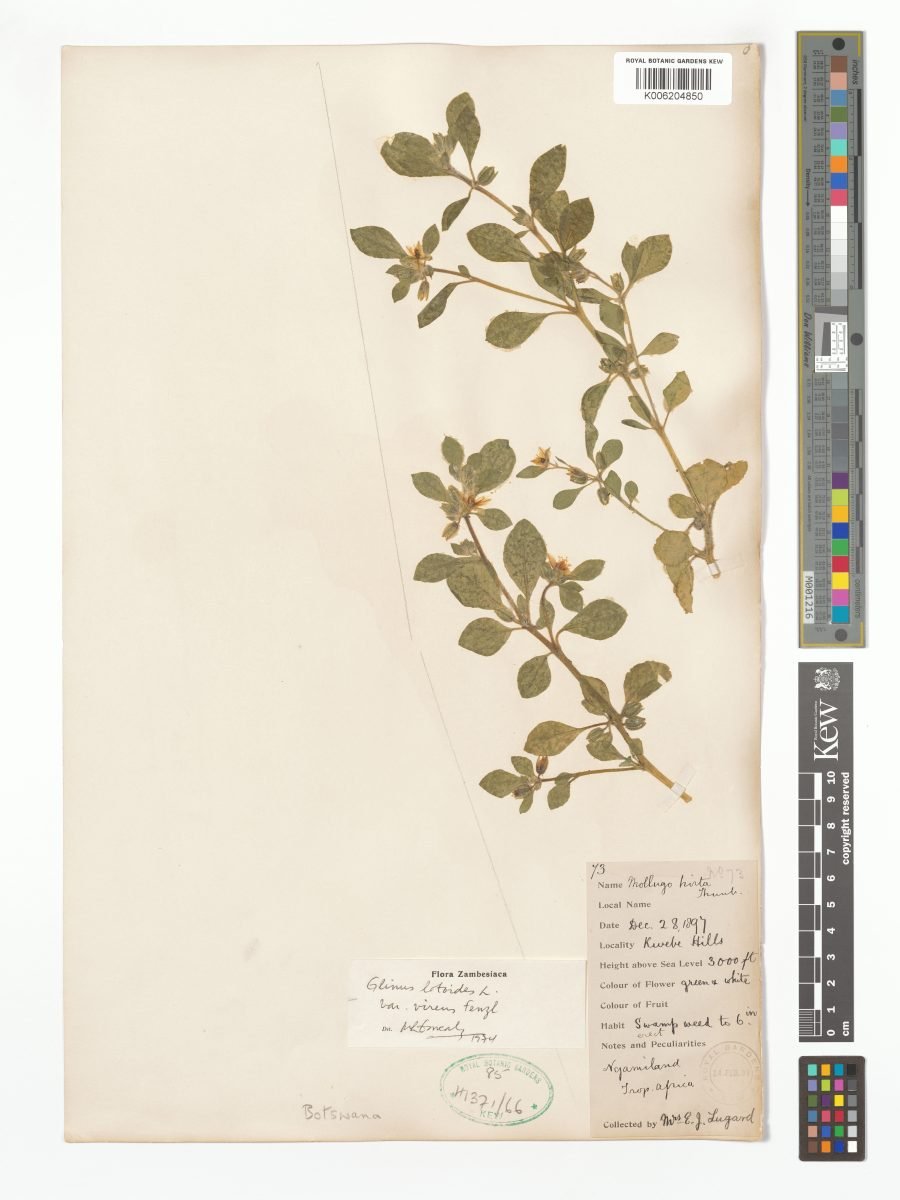 Glinus lotoides var. virens photograph 5