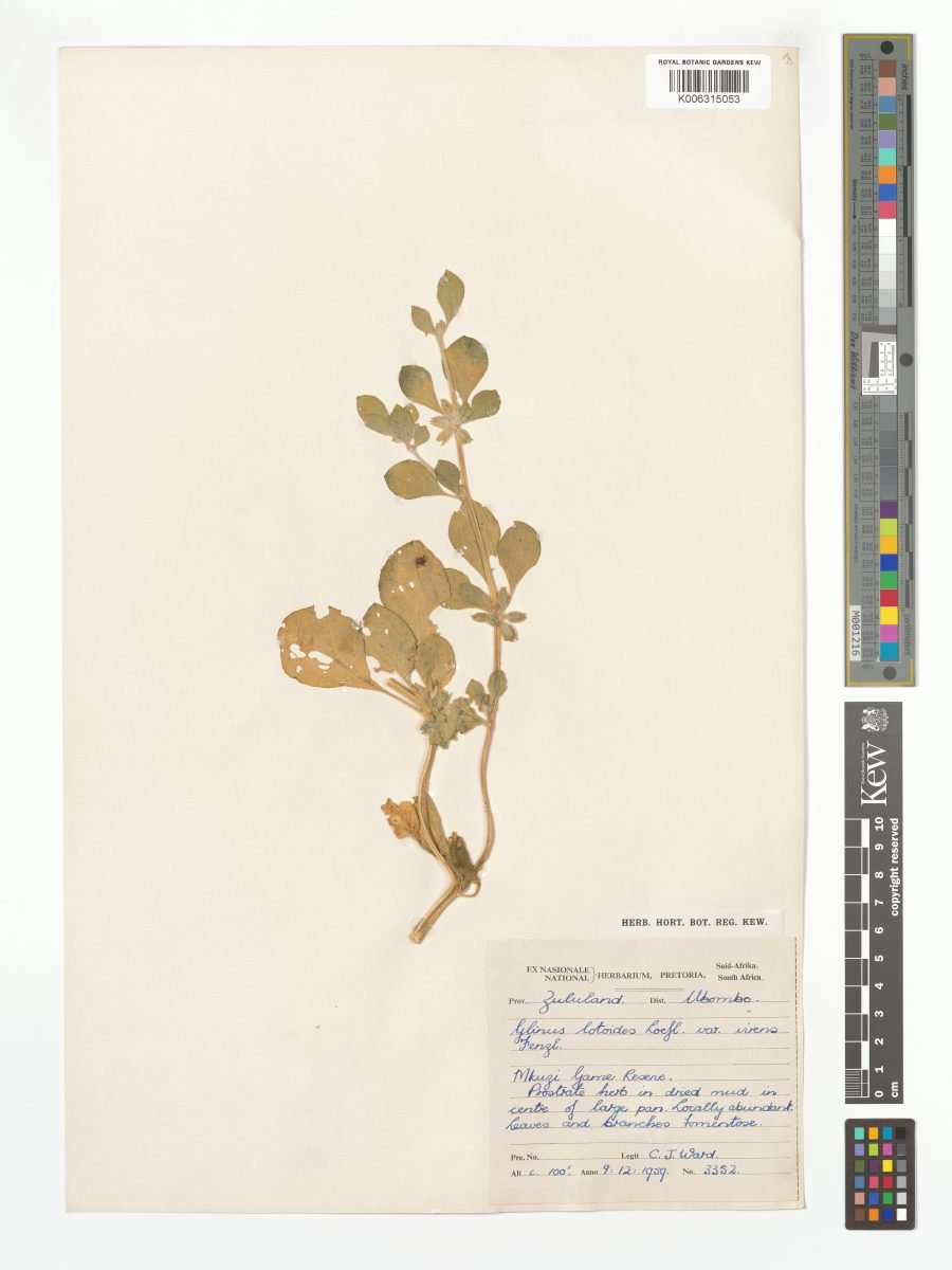 Glinus lotoides var. virens photograph 3