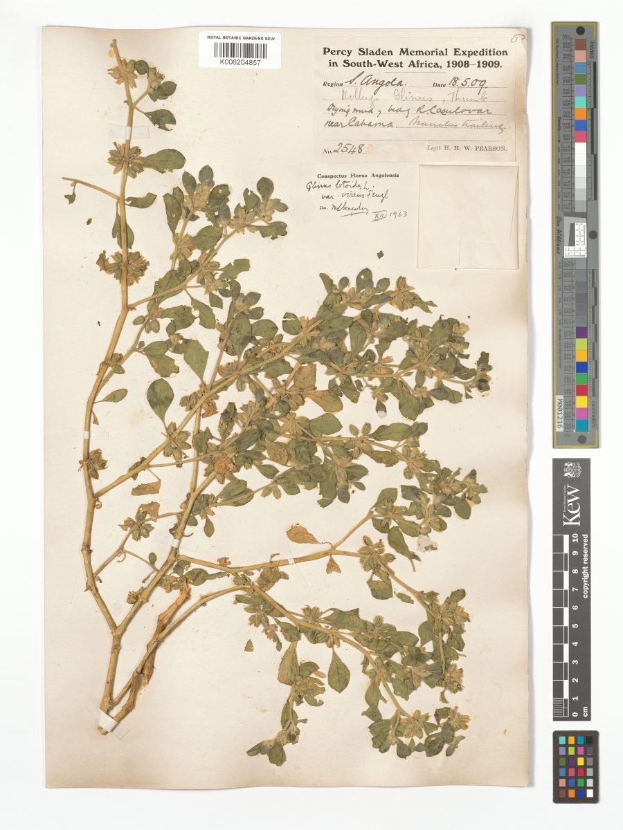 Glinus lotoides var. virens photograph 4