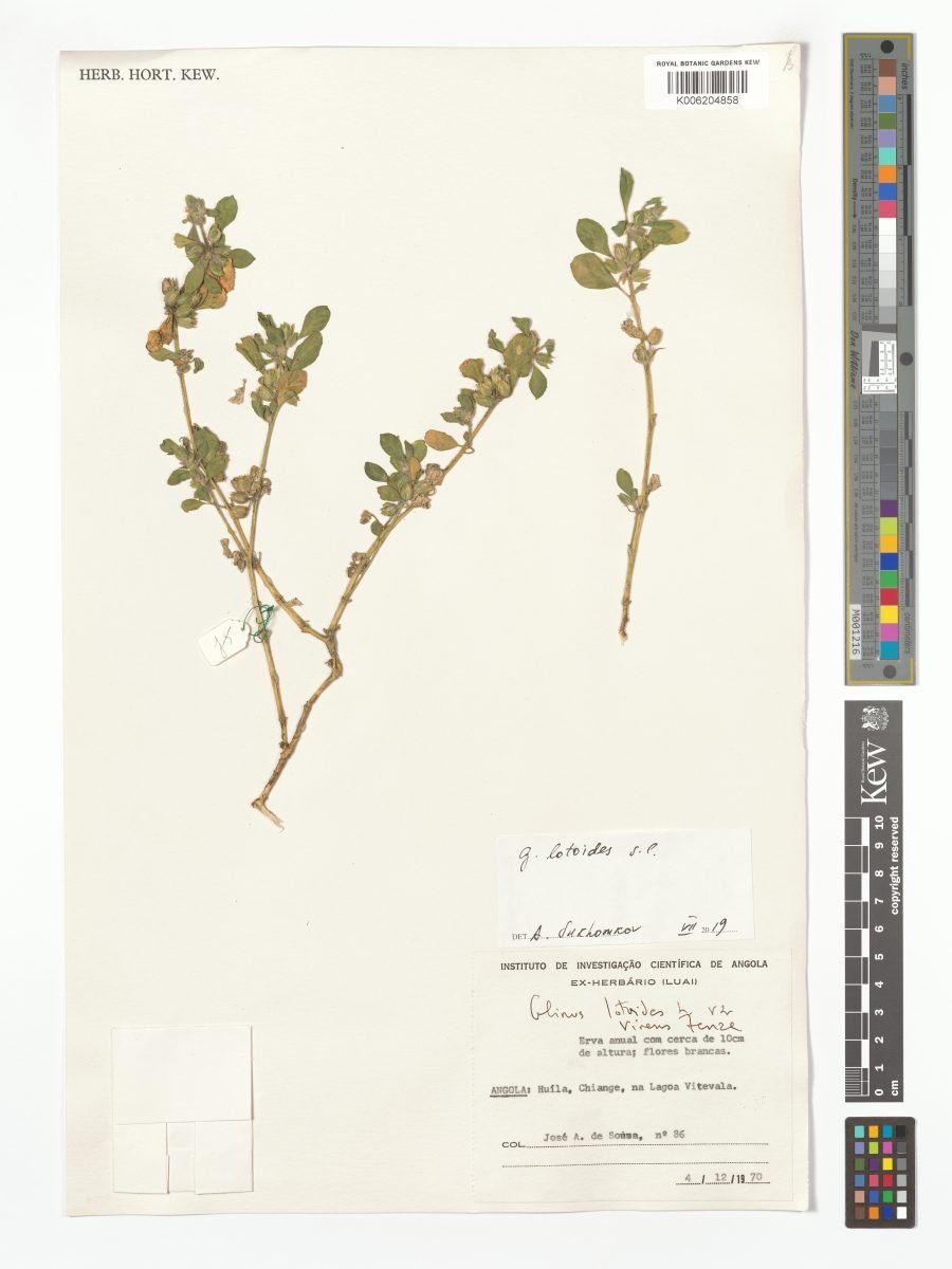 Glinus lotoides var. virens photograph 2