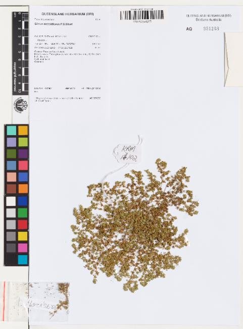 Glinus sessiliflorus photograph 2