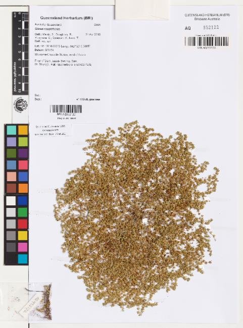 Glinus sessiliflorus