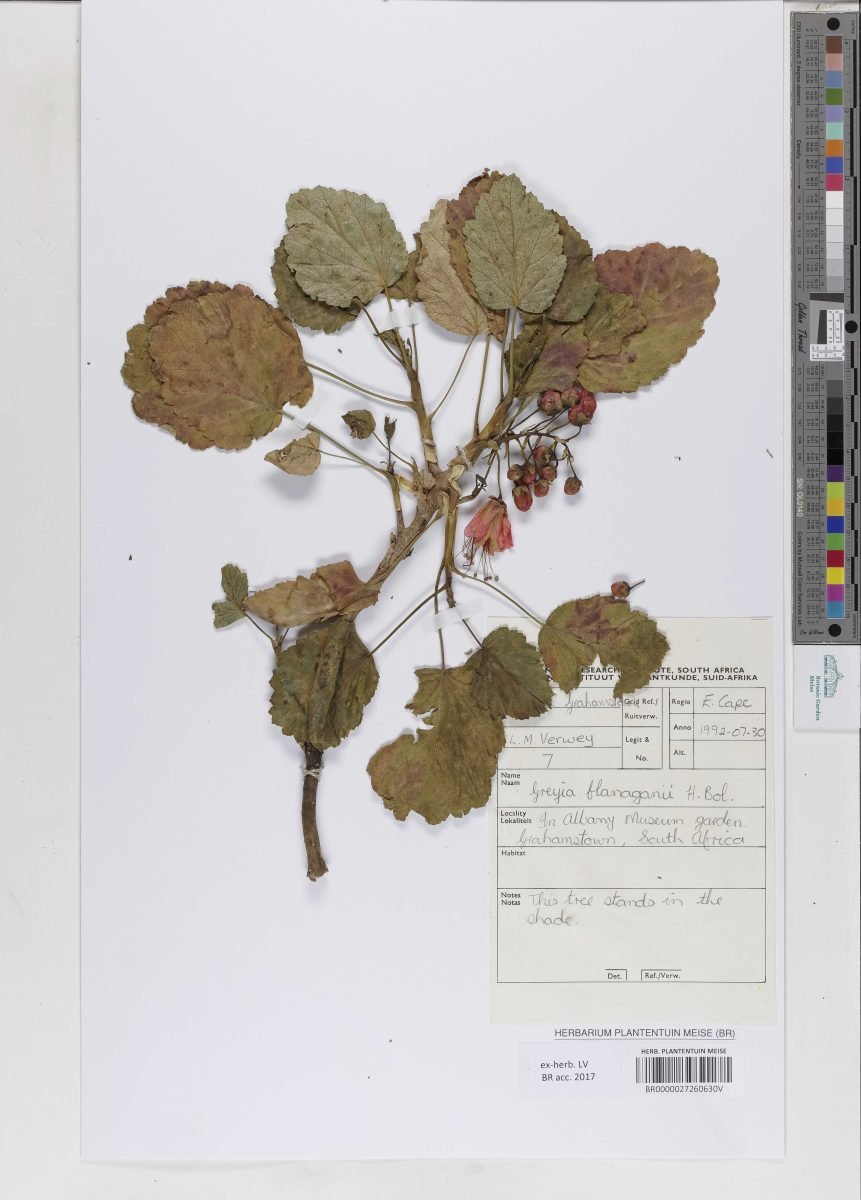 Greyia flanaganii photograph 2