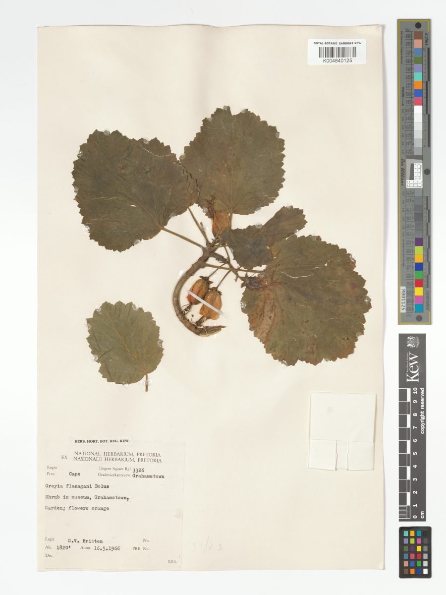 Greyia flanaganii photograph 5