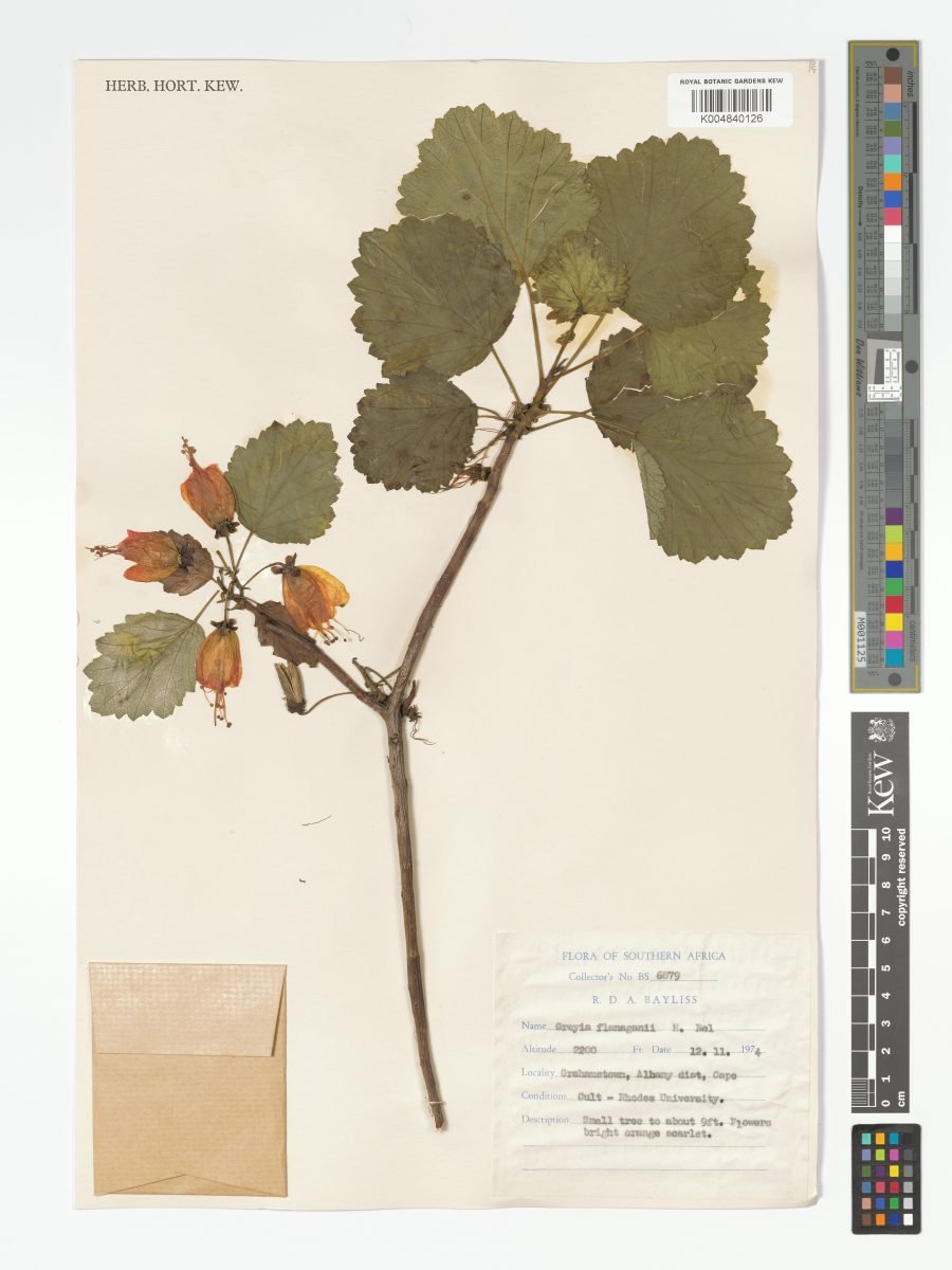 Greyia flanaganii photograph 4