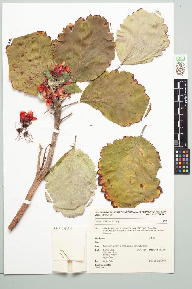 Greyia radlkoferi photograph 6