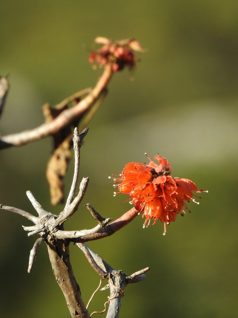 Greyia radlkoferi photograph 3