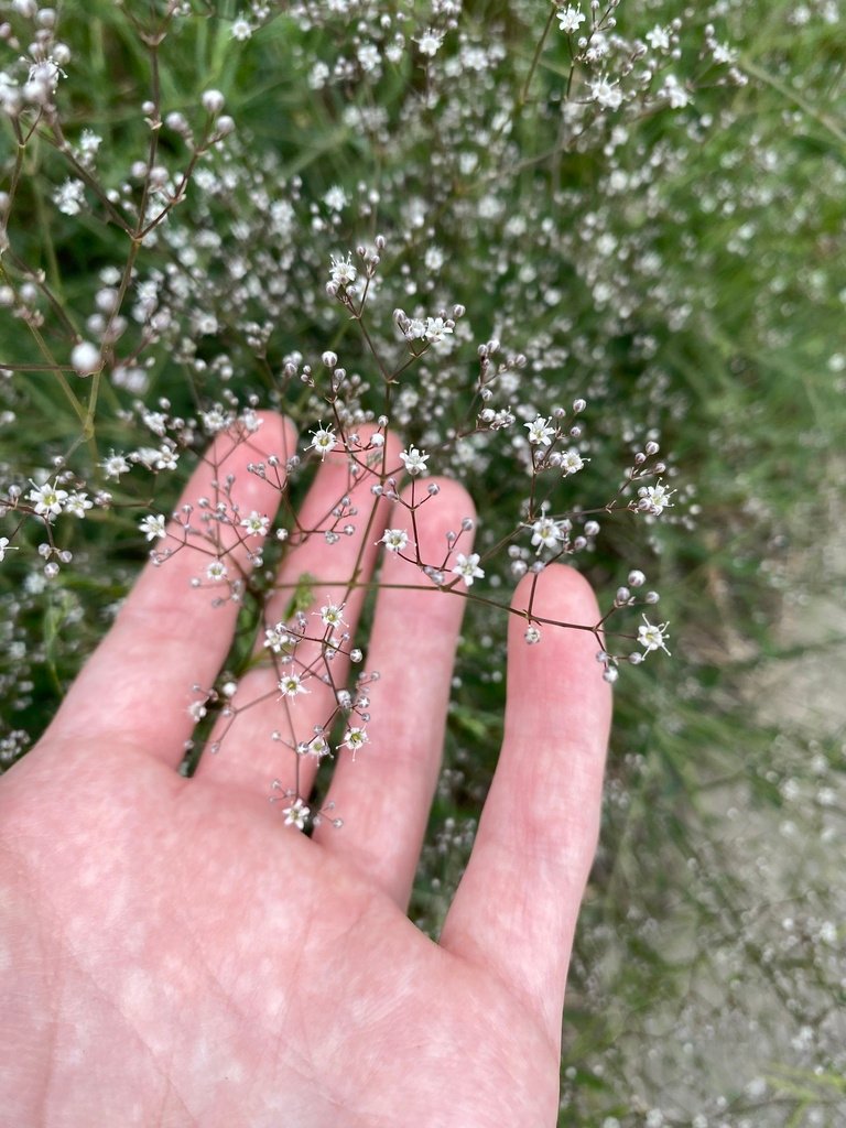 Gypsophila paniculata photograph 5