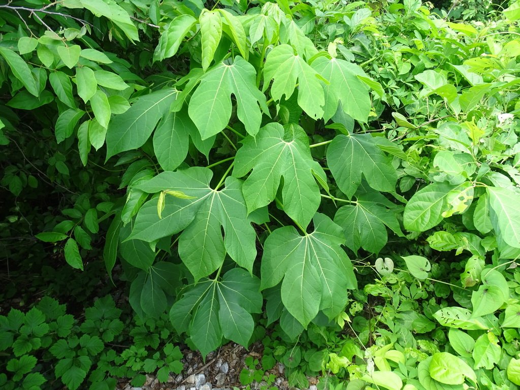 Gyrocarpus jatrophifolius photograph 4