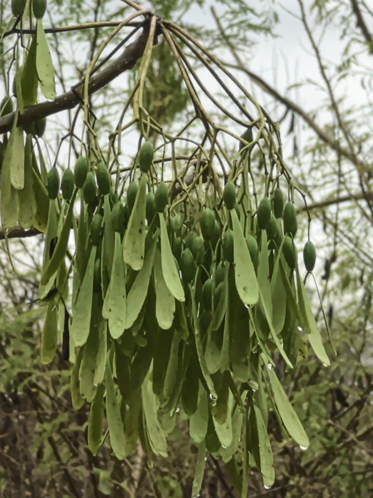 Gyrocarpus jatrophifolius