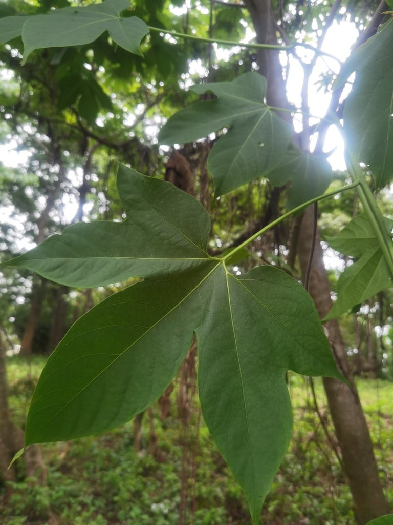 Gyrocarpus jatrophifolius photograph 6