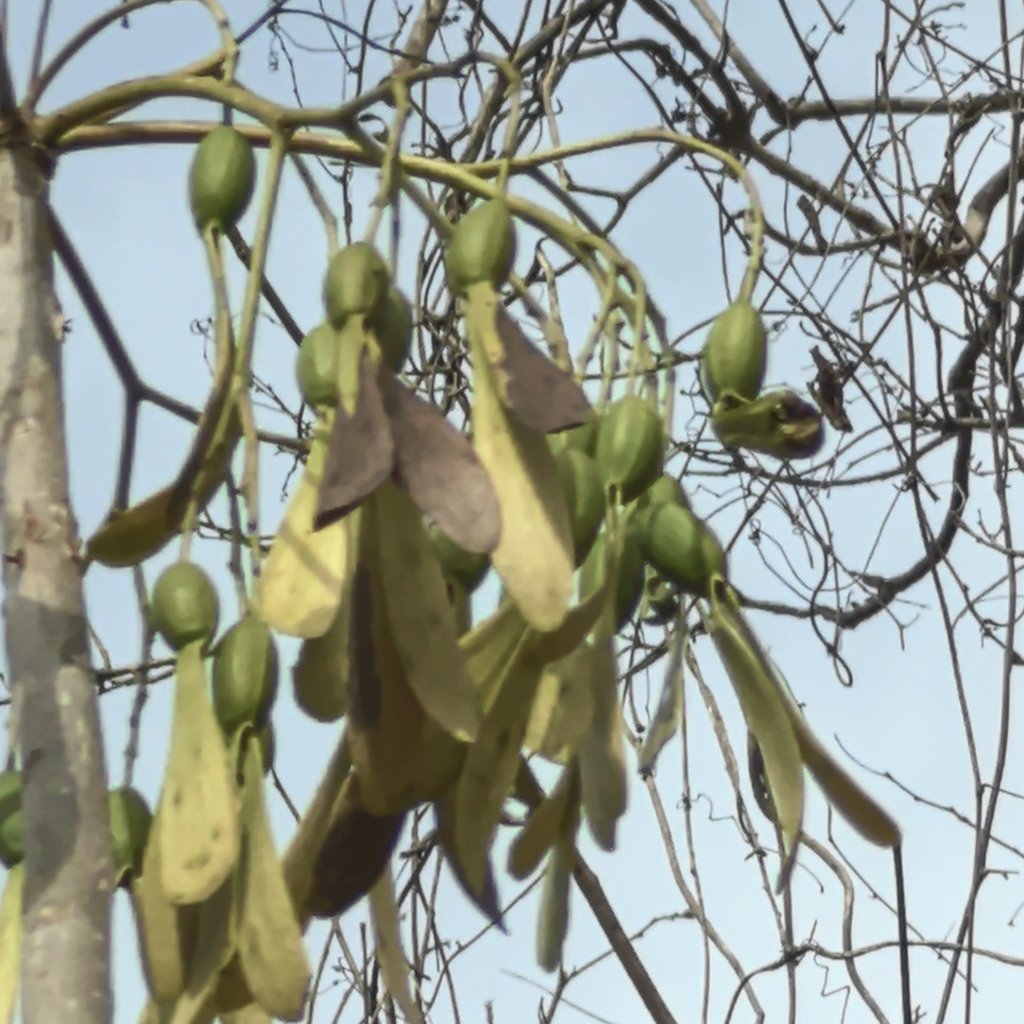 Gyrocarpus jatrophifolius photograph 2