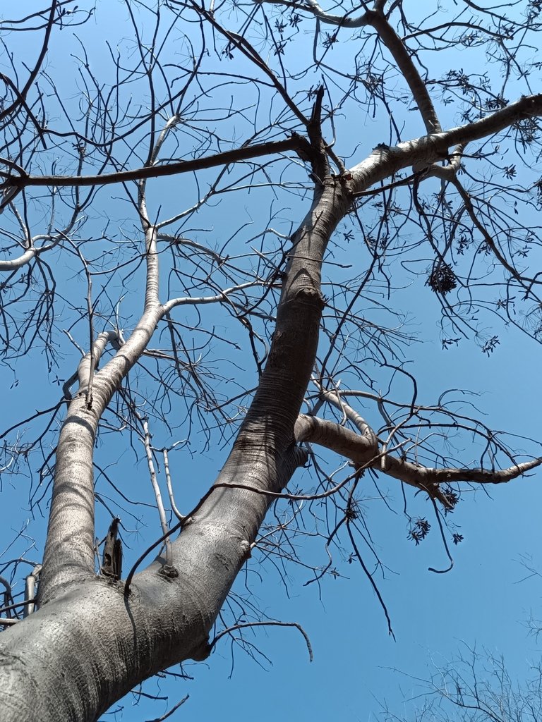Gyrocarpus jatrophifolius photograph 3