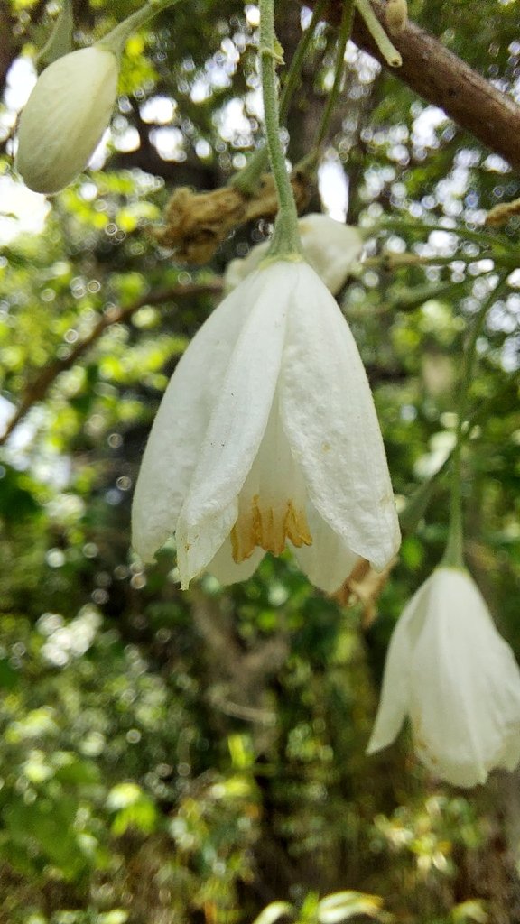Halesia diptera photograph 6