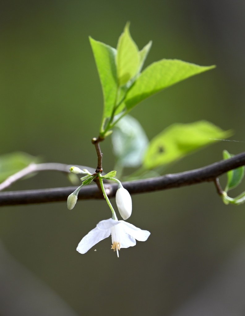 Halesia diptera photograph 2
