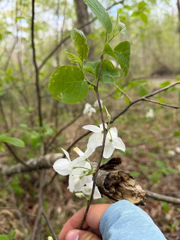 Halesia diptera