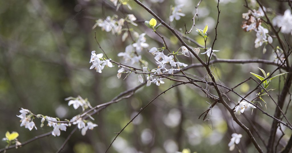 Halesia diptera photograph 3